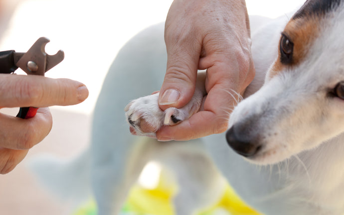 HOW TO CUT NAILS TO YOUR DOG?