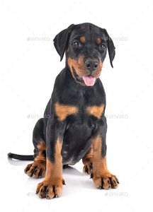 Dobermann Puppy