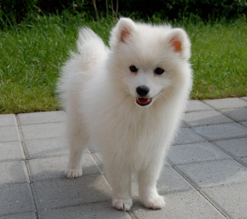 Japanese Spitz