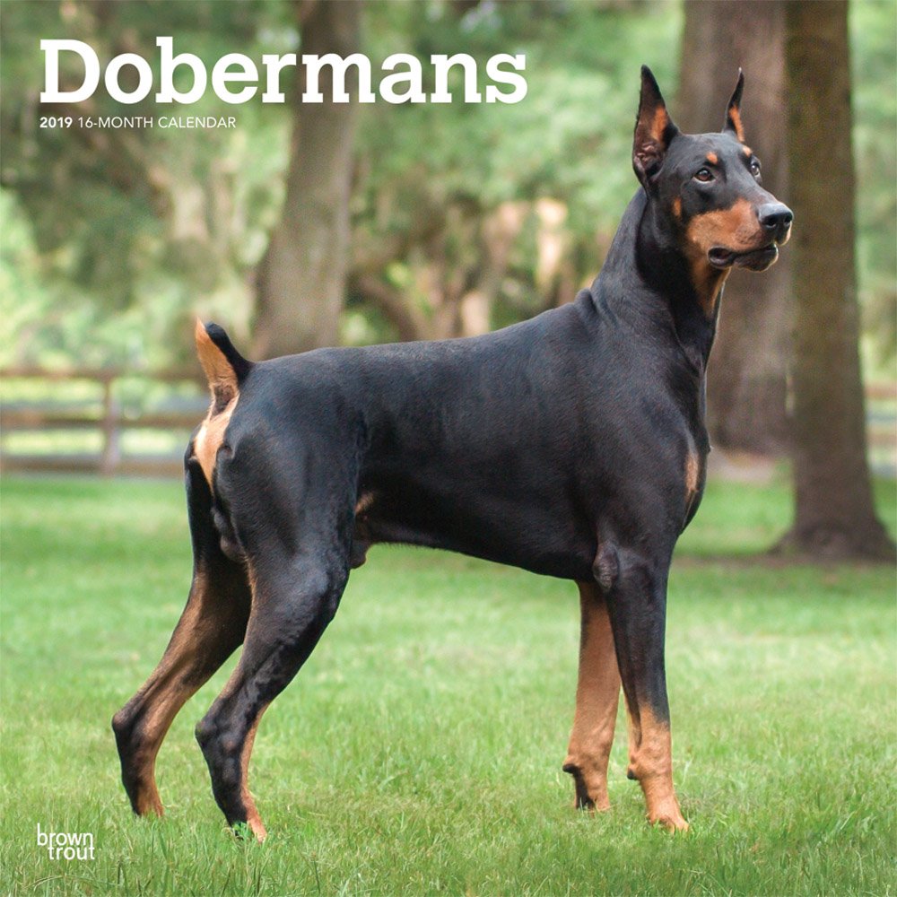 Dobermann Puppy