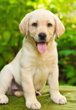 Load image into Gallery viewer, Labrador Retriever