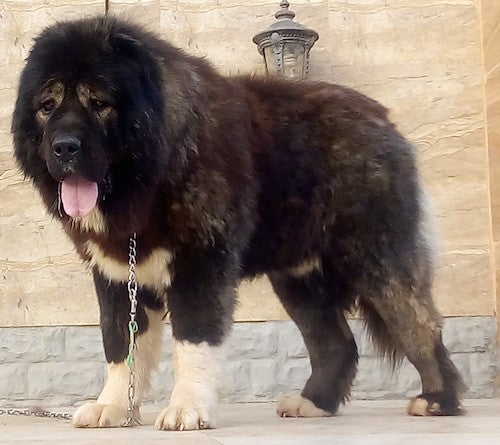 Caucasian Shepherd Dogs