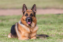 Load image into Gallery viewer, German Shepherd Puppies