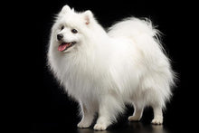 Load image into Gallery viewer, Japanese Spitz