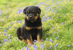 Rottweiler Puppies