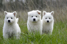 Load image into Gallery viewer, White Swiss Shepherd