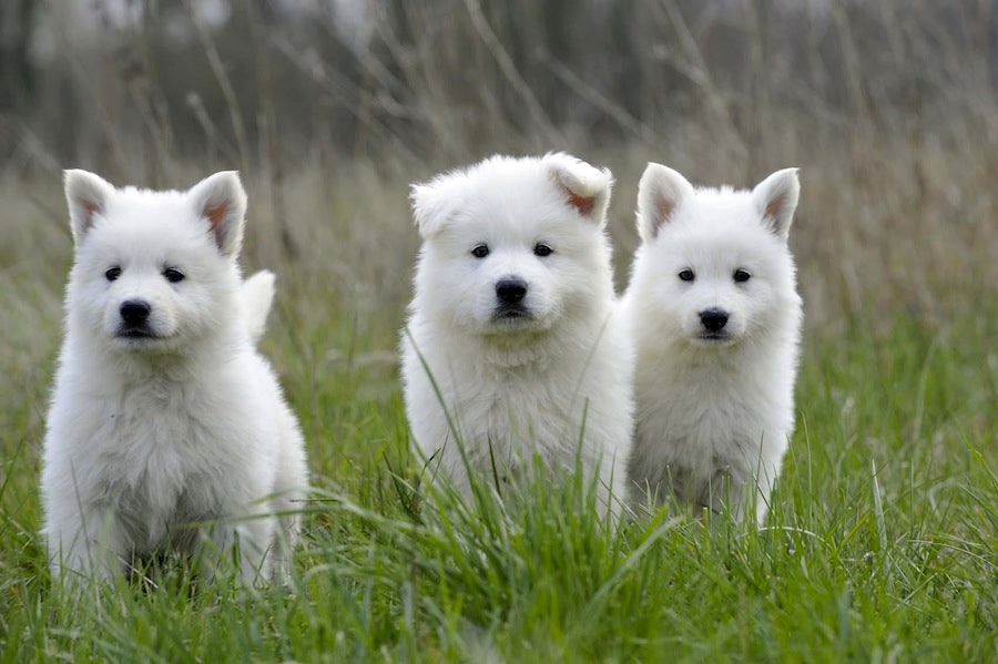 White Swiss Shepherd