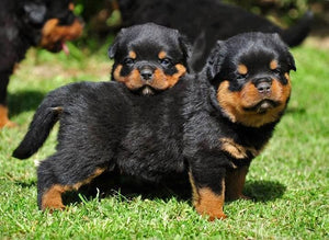 Rottweiler Puppies