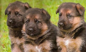 German Shepherd Puppies