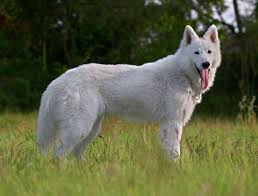 White Swiss Shepherd