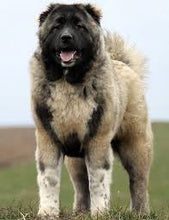 Load image into Gallery viewer, Caucasian Shepherd Dogs